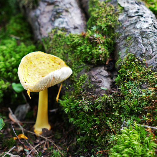 Mushrooms of Madeline Island 2026 Calendar