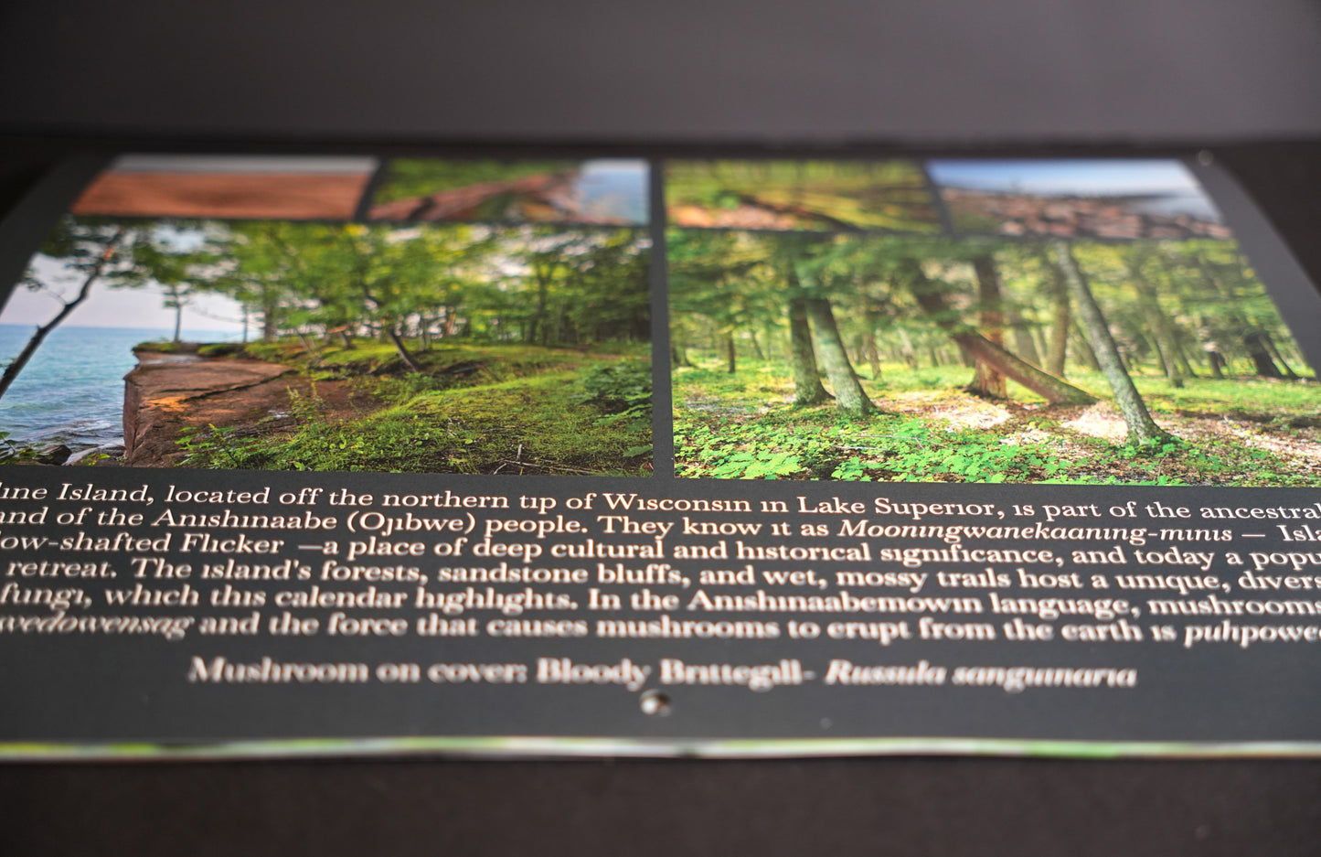 Mushrooms of Madeline Island 2026 Calendar