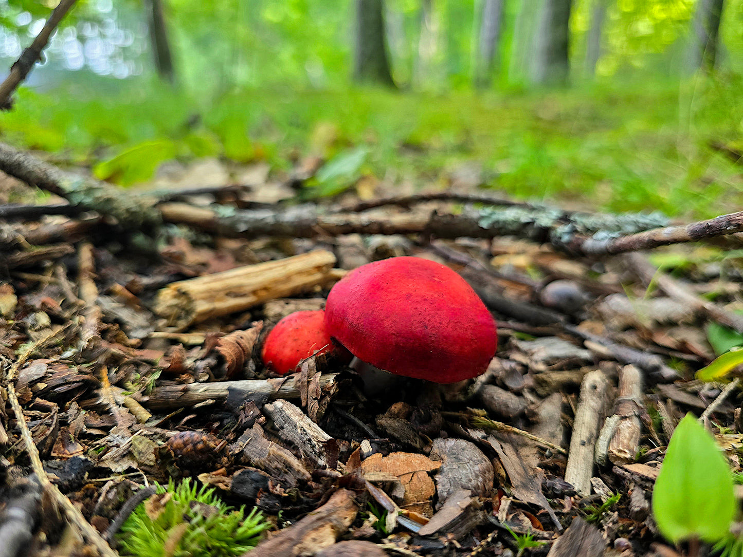 Mushrooms of Madeline Island 2026 Calendar