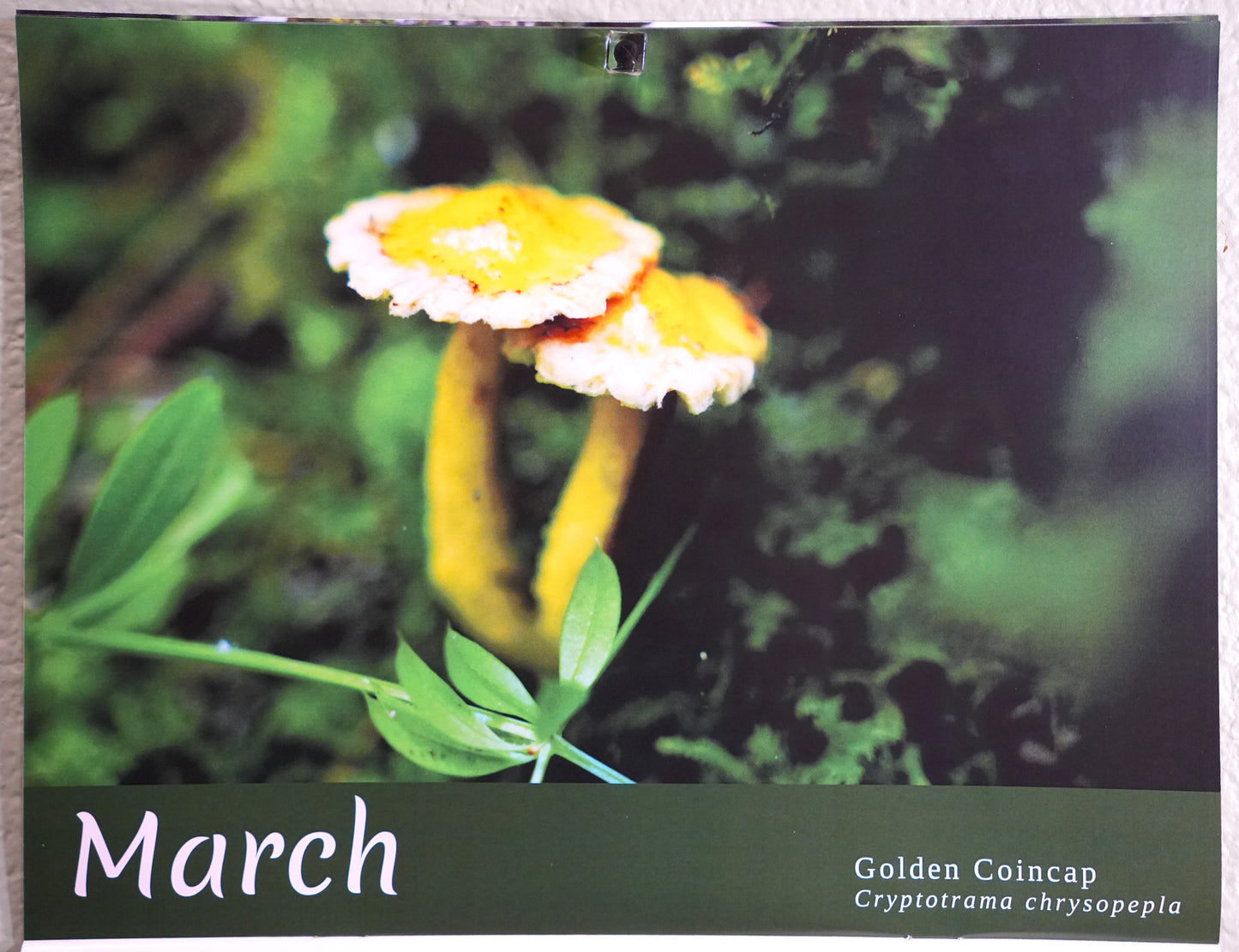 Mushrooms of Madeline Island 2026 Calendar