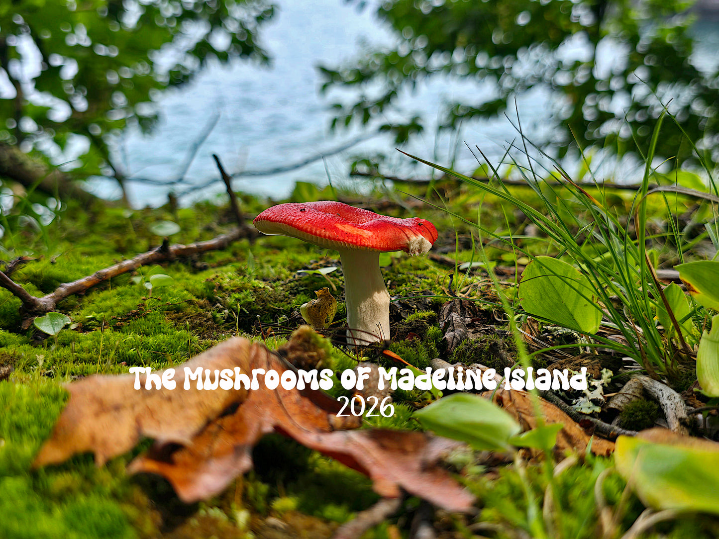 Mushrooms of Madeline Island 2026 Calendar